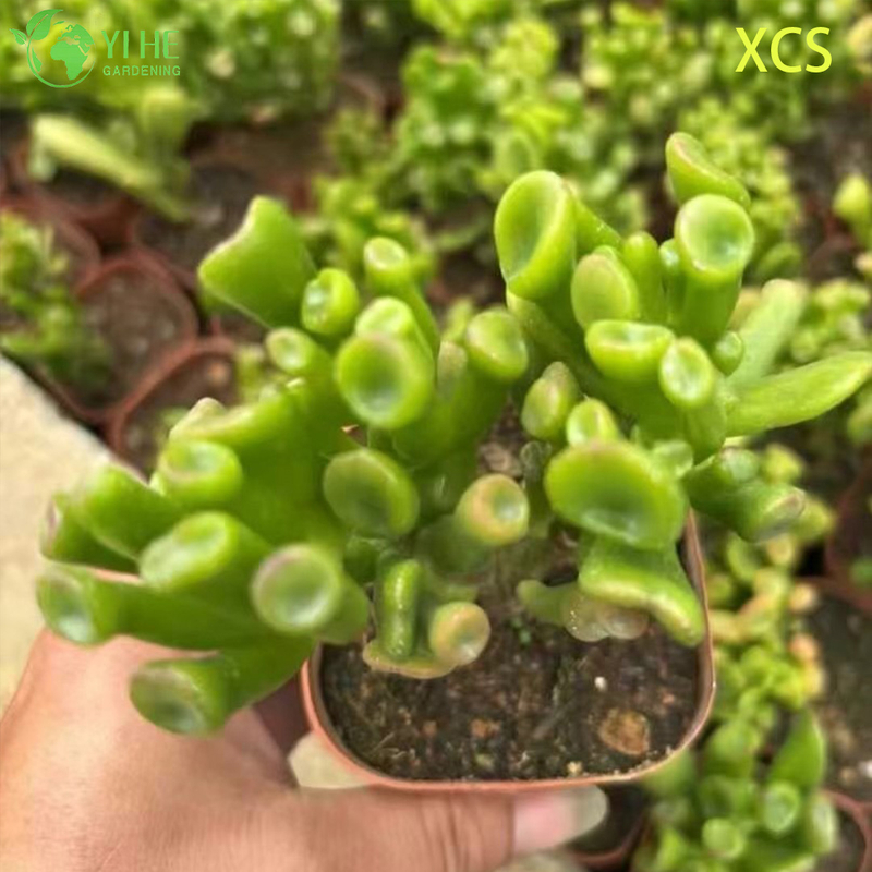 Wholesale Crassula Ovata Hobbit Jade Live Succulent Plant Bonsai