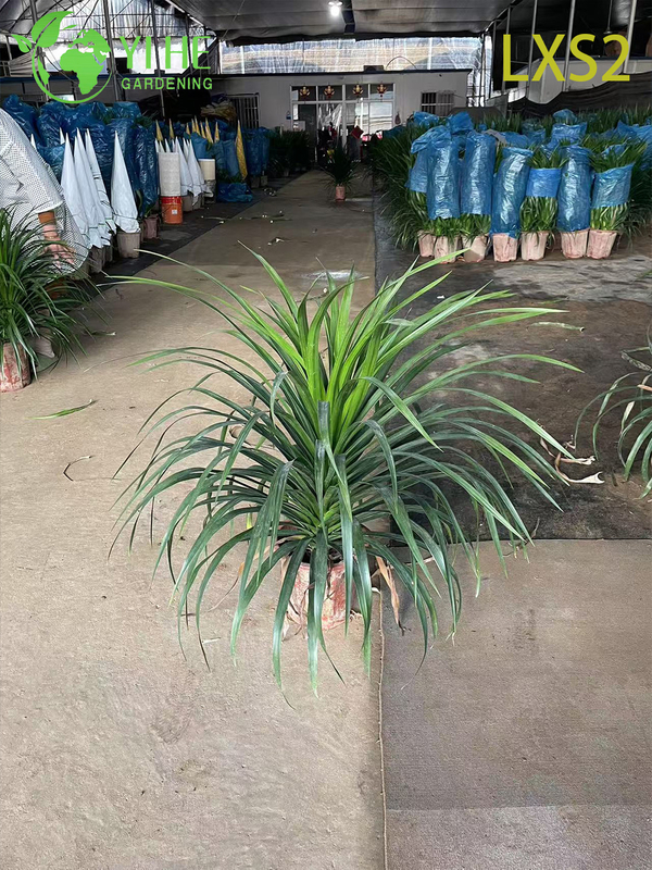 Wholesale Dracaena Fragrans 'Massangeana' Live Plants for Indoor Home Decor Bonsai