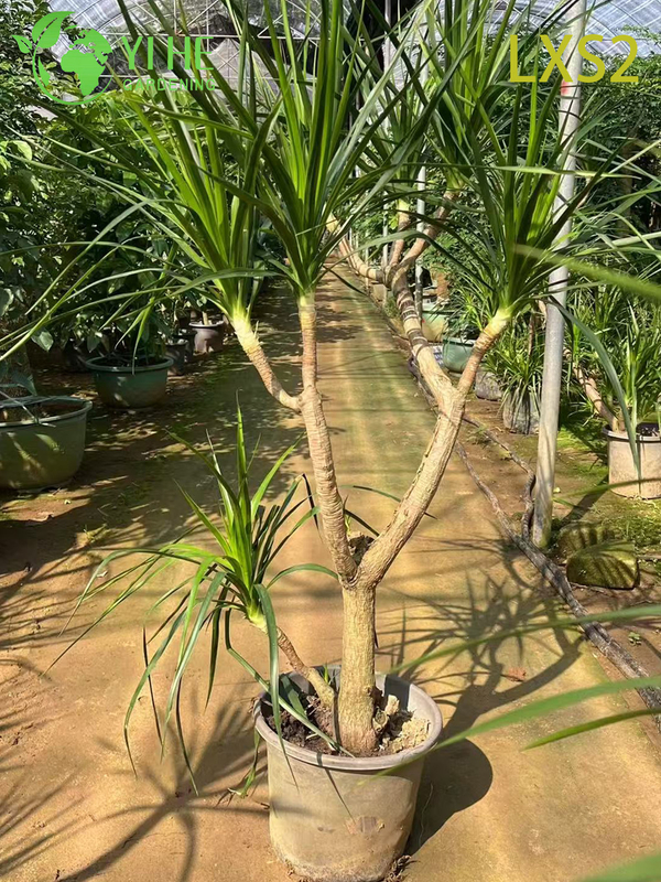 Wholesale Dracaena Draco Tree Live Mature Dragon Blood Tree for Export Bonsai