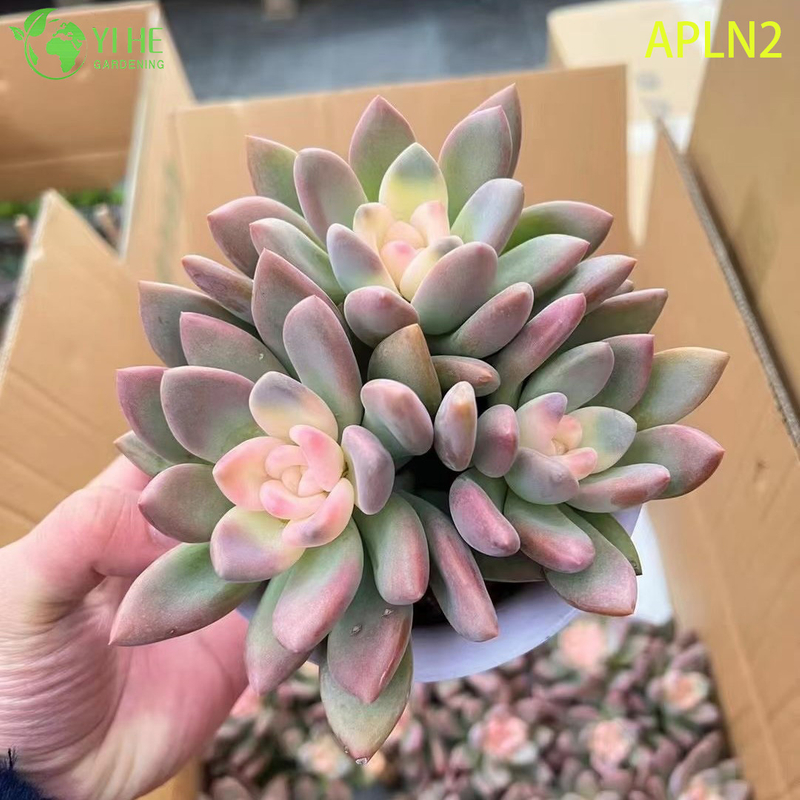 Wholesale Apricot A Grim One Mature Succulent Cluster Plant Bonsai