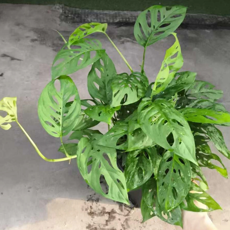 Gallon Black Cup Podocarpus