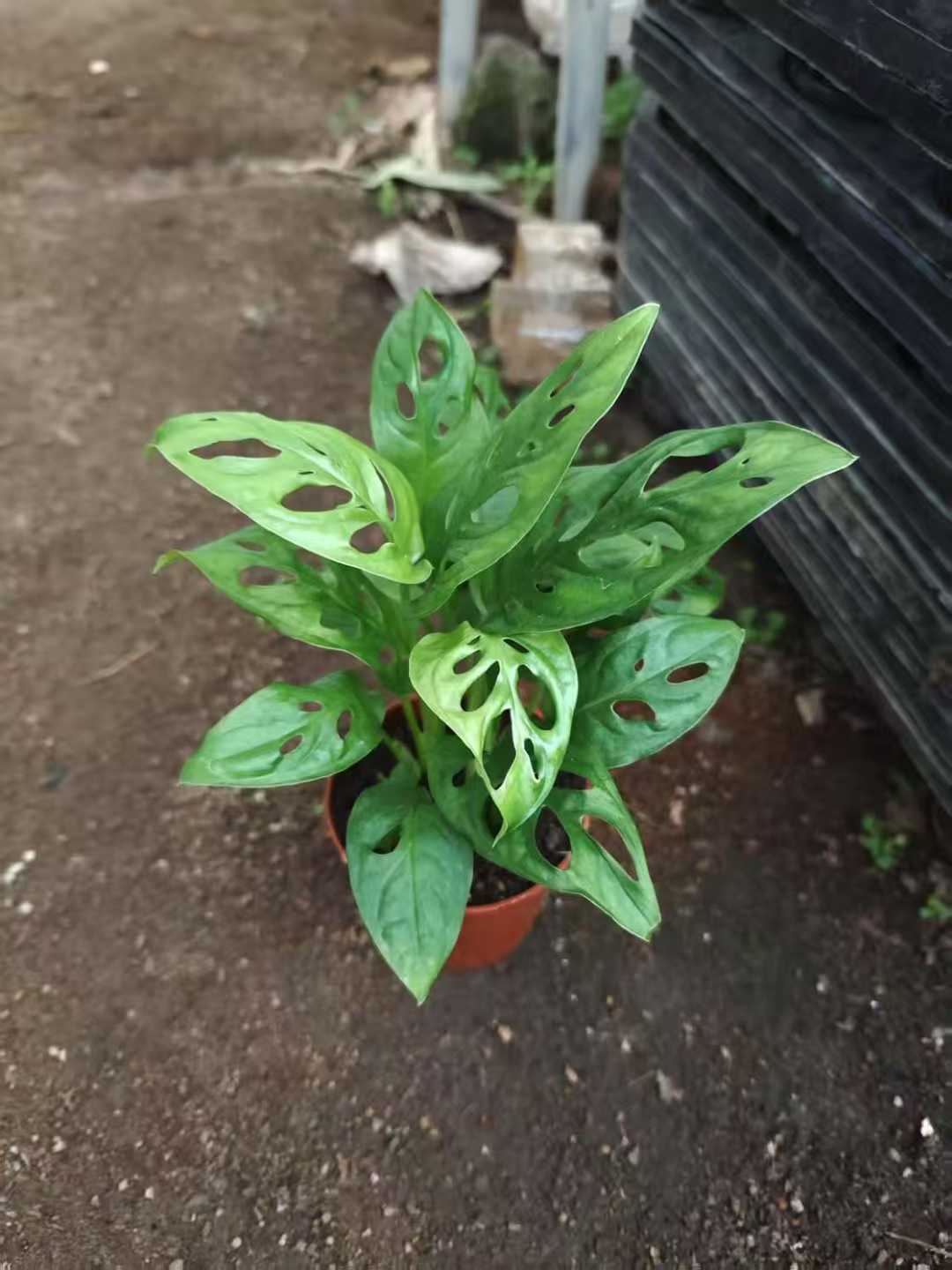 Rhaphidophora Tetrasperma