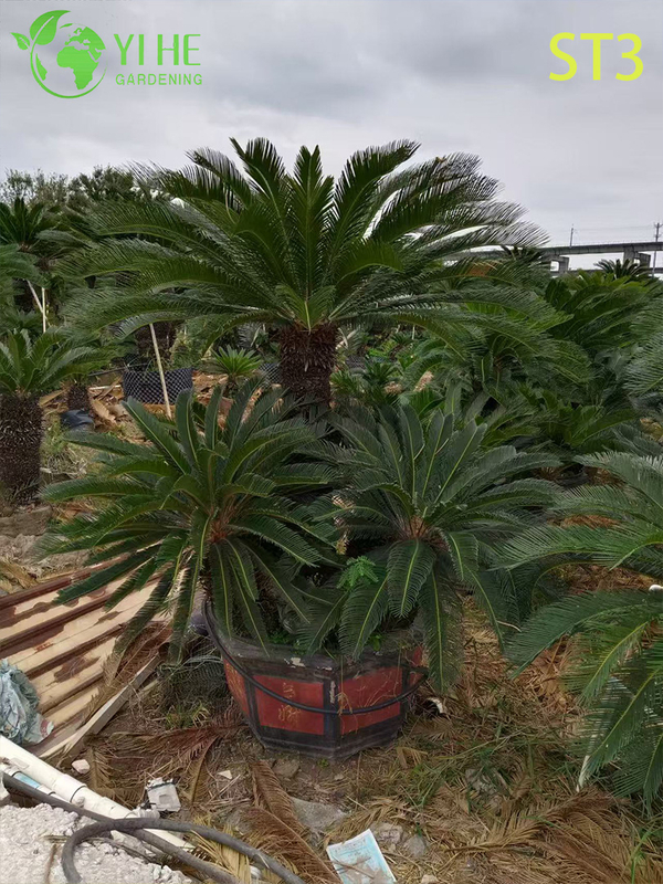 Ornate Multi - trunked Cycas Revoluta, Evergreen Tropical Ornamental Plant