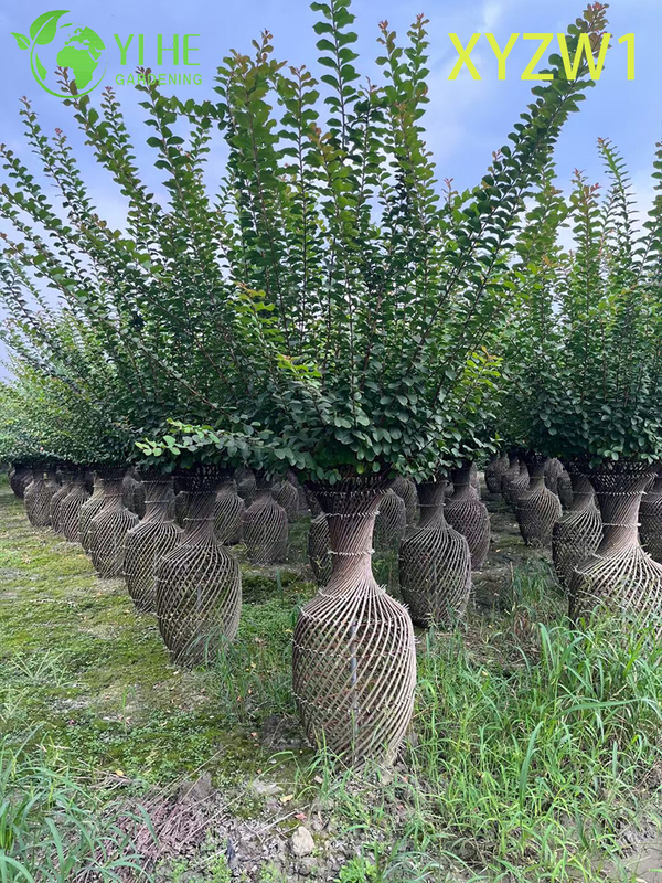 Ornamental Lagerstroemia parviflora, Vase - shaped Topiary Tree, Flowering Garden Decor Plant
