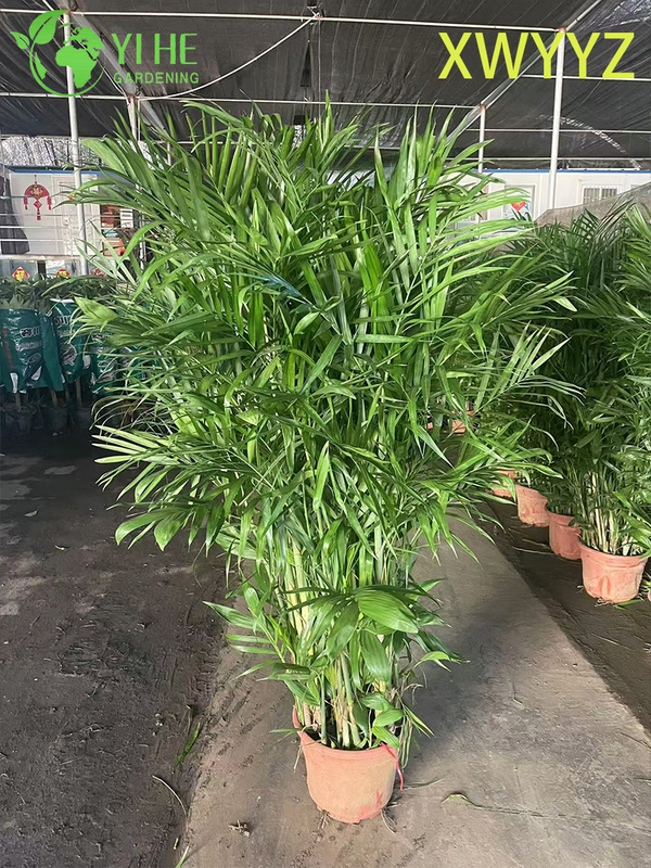 Potted Hawaiian Palm (Pritchardia gaudichaudii), Tropical Evergreen Indoor/Outdoor Decor Plant