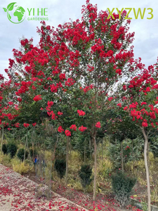 Ornamental Lagerstroemia parviflora Tree, Red - flowering Garden Specimen Plant