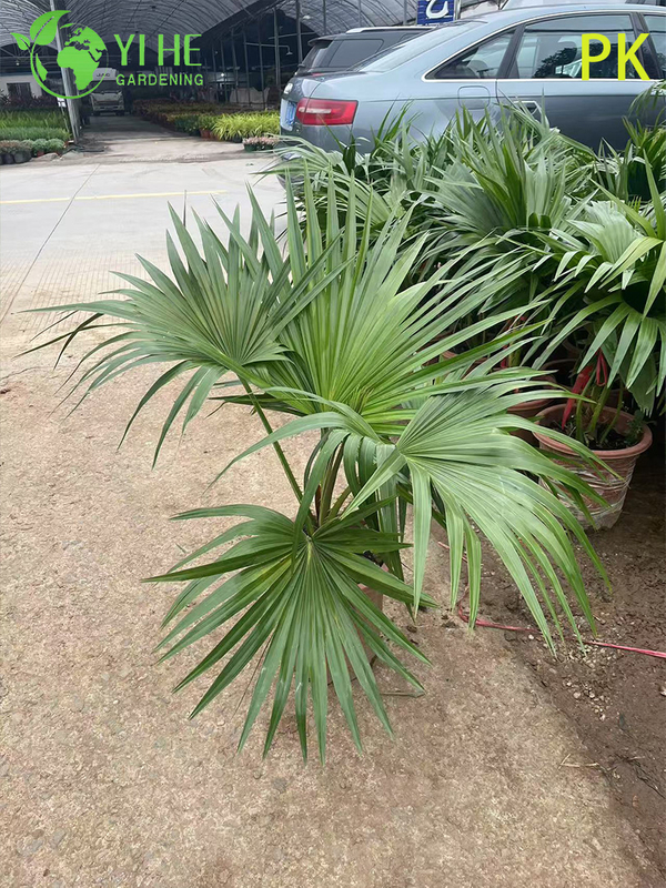 Livistona Chinensis Palm Tree, Evergreen Ornamental Plant for Garden & Landscape