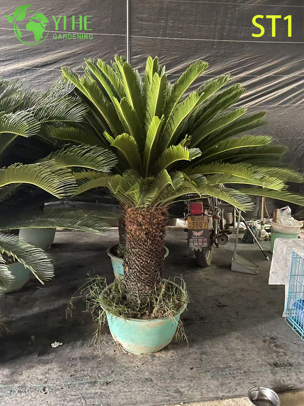 Cycas Revoluta, Evergreen Ornamental Sago Palm for Indoor & Outdoor Plant