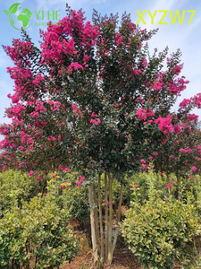 Multi - trunk Lagerstroemia Tree, Flowering Garden Specimen Plant