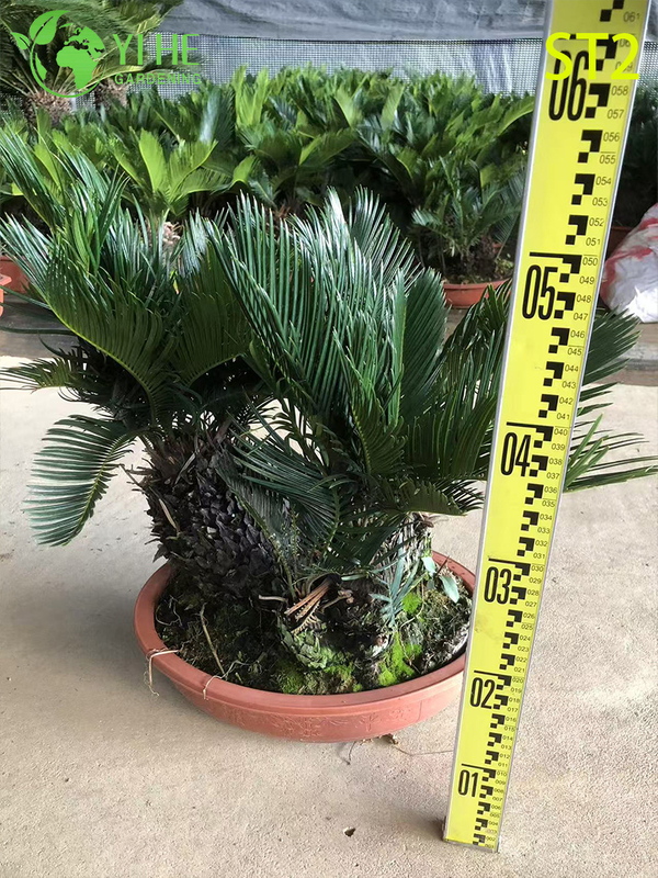 Multi - trunked Cycas Revoluta Bonsai, Evergreen Ornamental Sago Palm