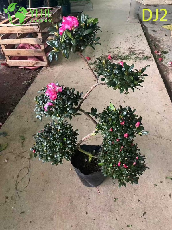 Exquisite Potted Rhododendron simsii with Ornate Bloom