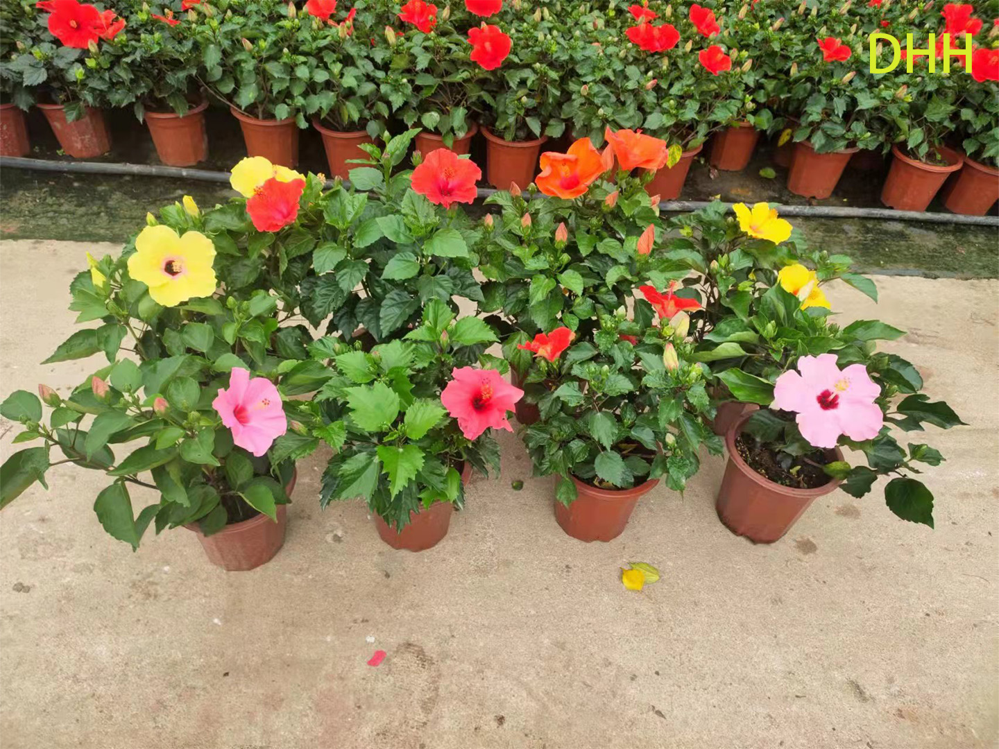Live Red Tropical Hibiscus Tree Standard Flowering Garden Plant