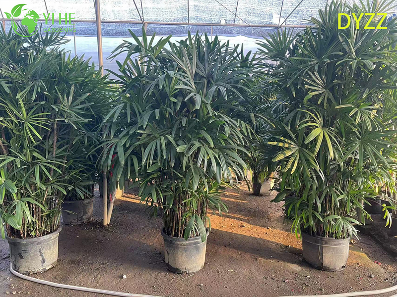 Evergreen Large Leaf Rhapis Excelsa Palm for Indoor Outdoor Decoration Plant
