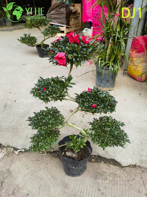 Vibrant Pink Rhododendron simsii, Ornamental Potted Flower