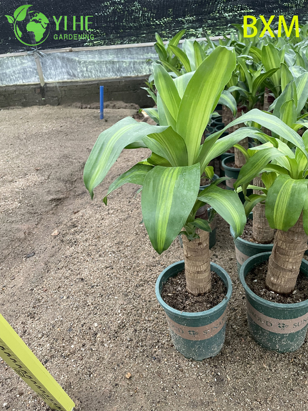Fragrant Indoor Decorative Dracaena Plant