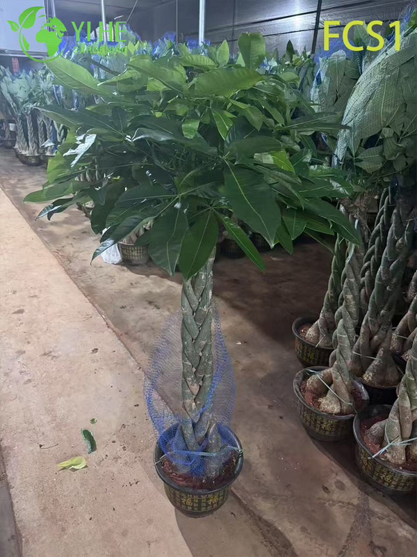 Braided Trunk Pachira macrocarpa for Indoor Decoration, Lucky Money Tree with Lush Green Leaves