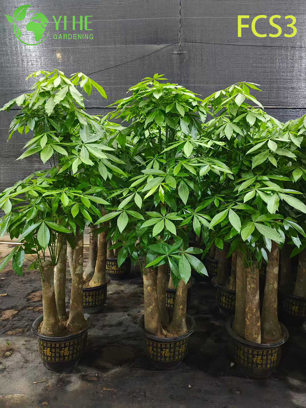 Compact Pachira macrocarpa with Unique Trunk, Lucky Indoor Decorative Money Tree