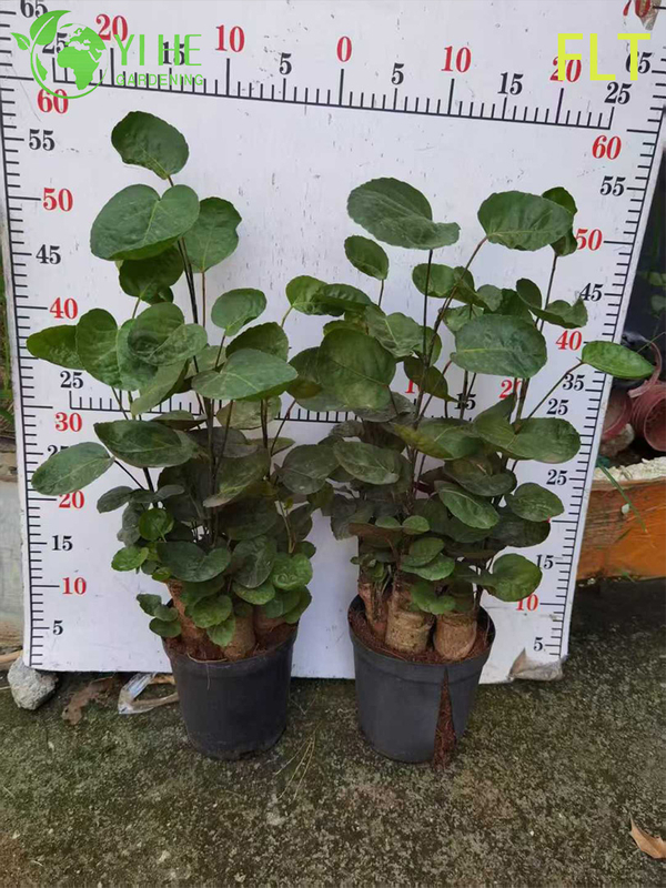 Variegated Polyscias Bonsai - Indoor Evergreen Ornamental Plant