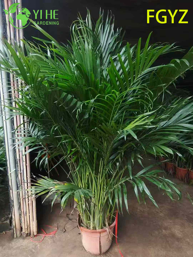 Evergreen Howea Belmoreana Palm - نبات زينة داخلي للمنزل والمكتب