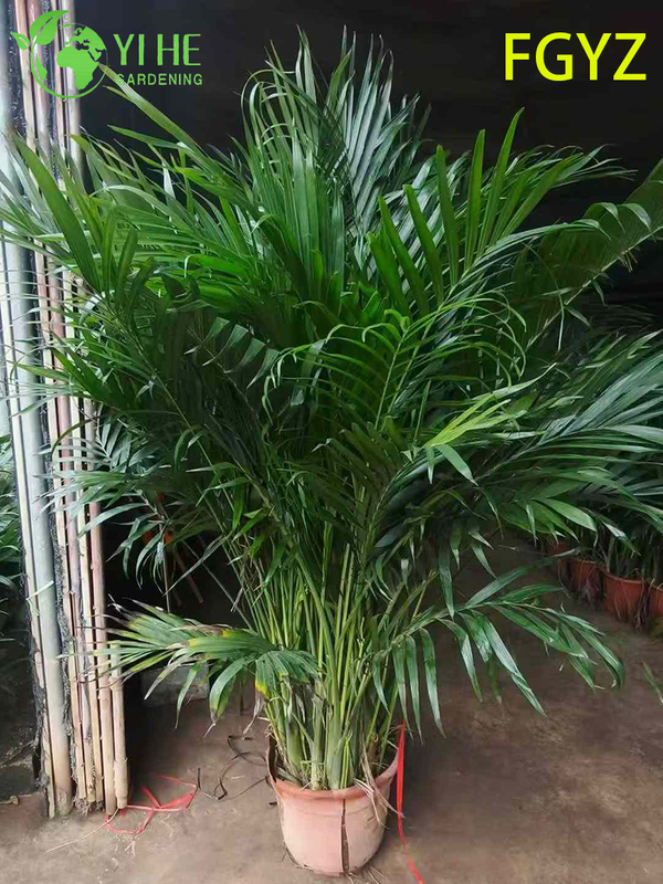 Evergreen Howea Belmoreana Palm - Indoor Ornamental Plant for Home & Office