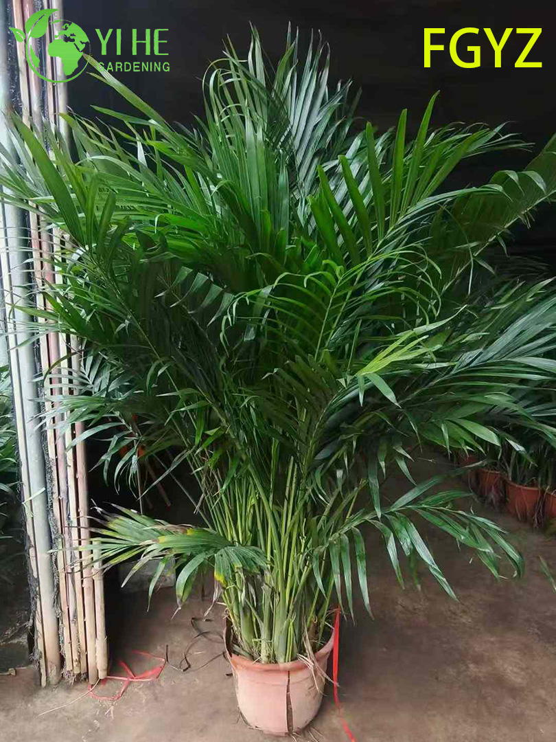 Evergreen Howea Belmoreana Palm - Indoor Ornamental Plant for Home & Office