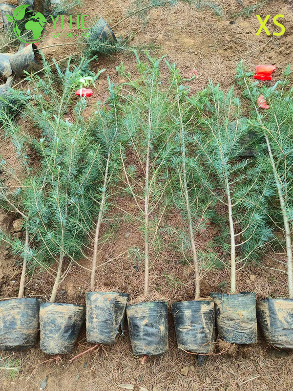 Ornamental Evergreen Cedar Tree for Wholesale Export