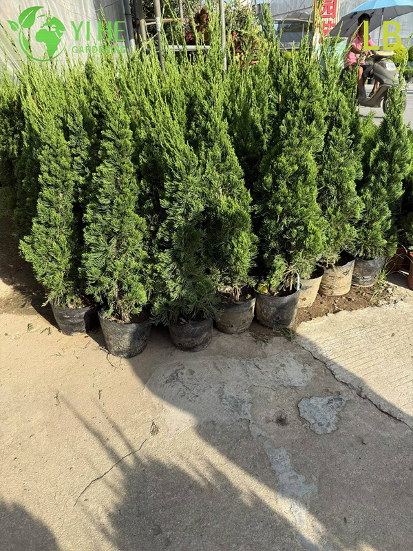 Ornamental Chinese Juniper Evergreen Tree for Wholesale Export