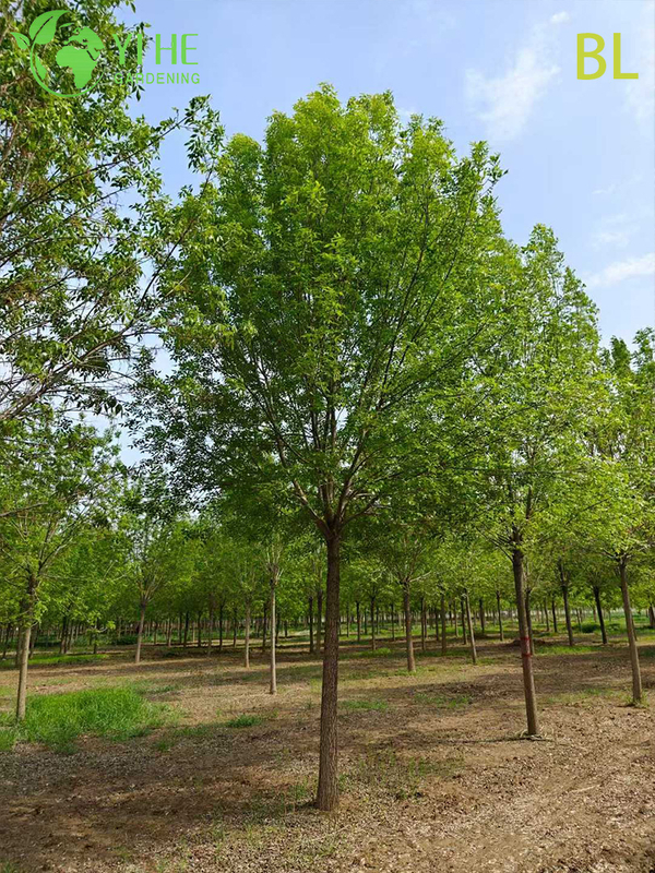 Ornamental Chinese Ash Tree for Wholesale Export
