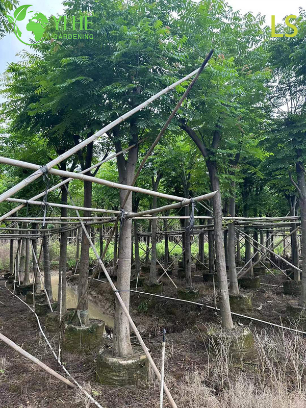 Ornamental Goldenrain Tree for Wholesale Export