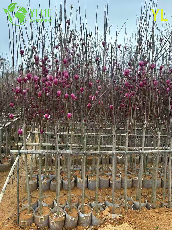 Ornamental Fragrant Magnolia Tree for Wholesale Export