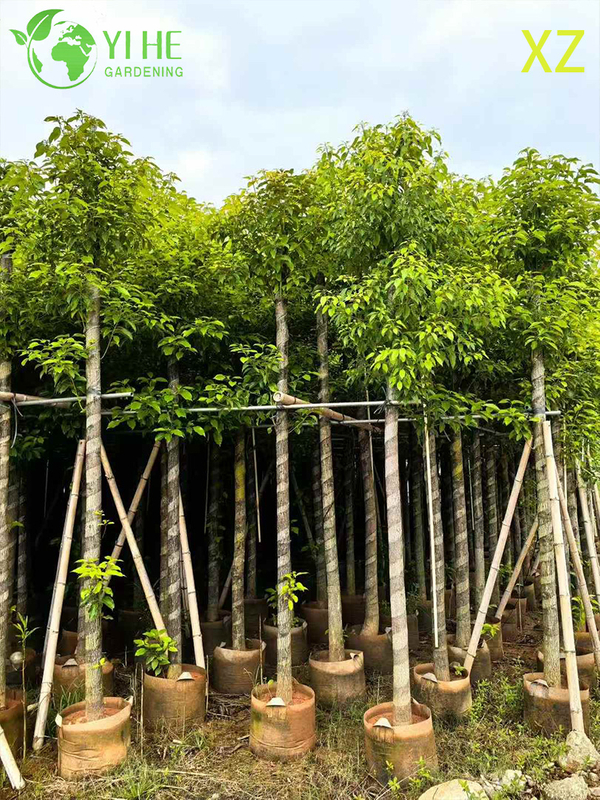 Ornamental Evergreen Camphor Tree for Wholesale Export