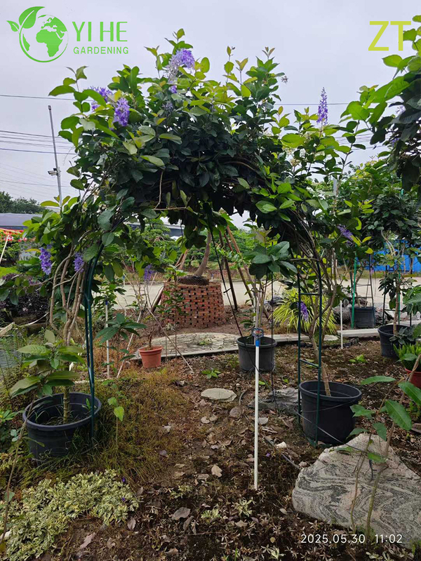 Ornamental Fragrant Wisteria Vine for Wholesale Export Tree