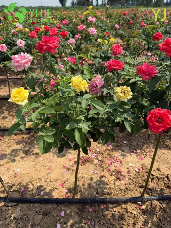 Ornamental Multi - colored Rose Plant for Wholesale Export