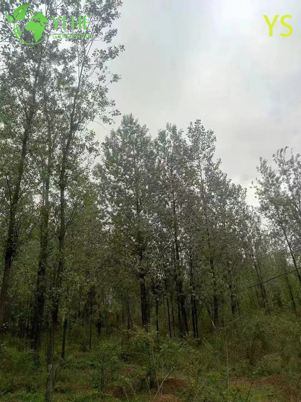 Ornamental Fast - Growing Poplar Tree for Wholesale Export