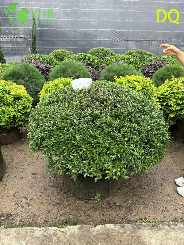 Wholesale Live Ilex Crenata Holly Globe Topiary for Garden Landscaping Bonsai