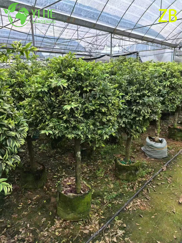Wholesale Buddhist Pine Podocarpus Live Evergreen Specimen Tree Bonsai