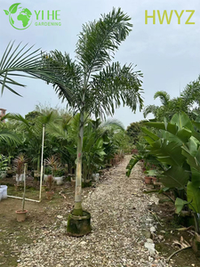 Wholesale Foxtail Palm Tree Wodyetia Bifurcata for Landscaping