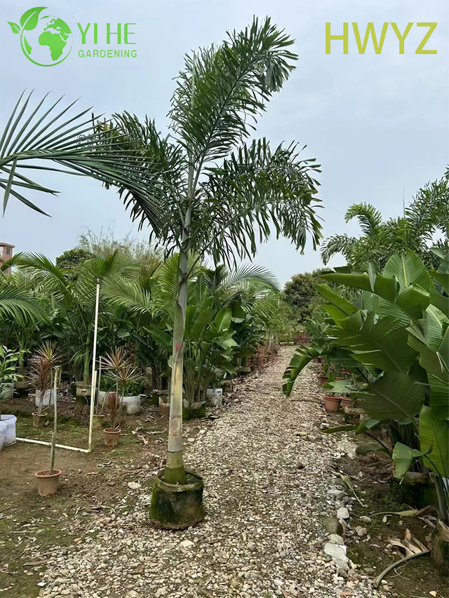 Palma a coda di volpe all'ingrosso Wodyetia Bifurcata per l'abbellimento