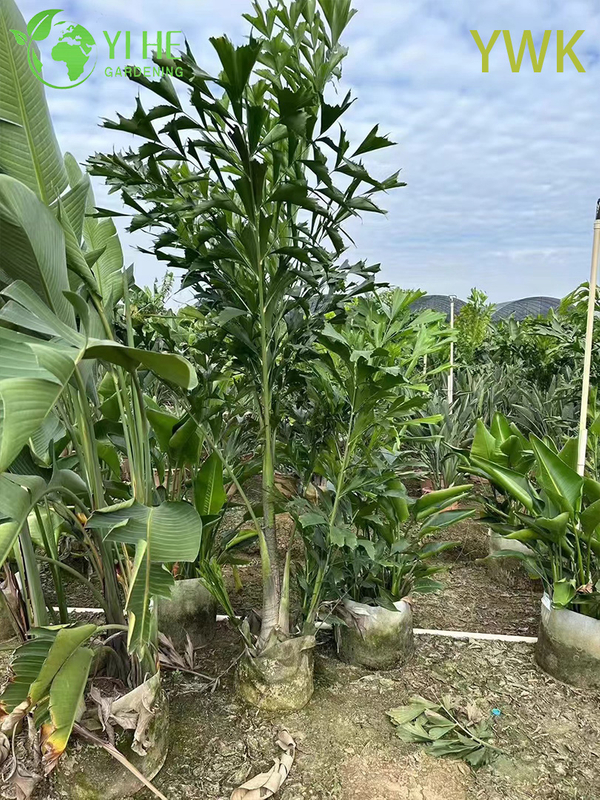 Wholesale Clumping Fishtail Palm for Tropical Privacy Screens Tree