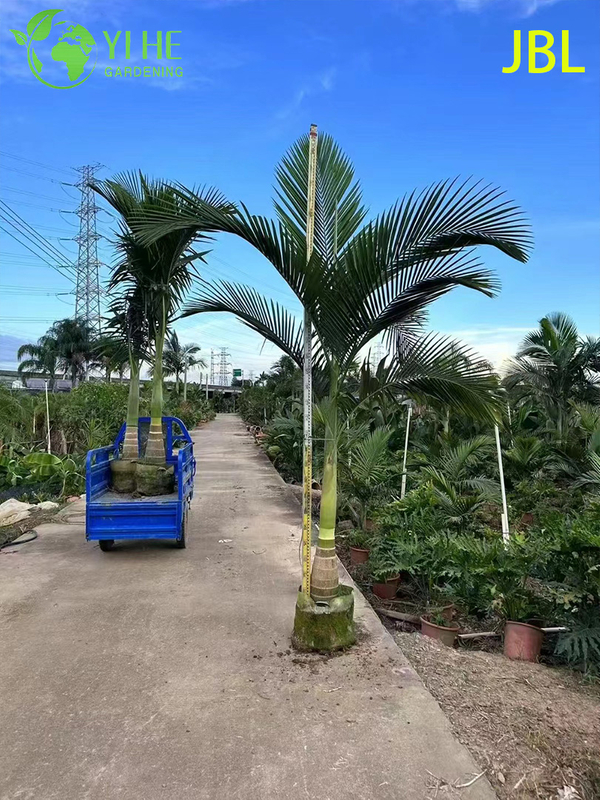 Wholesale Elegant Alexander Palm Tree for Avenue Landscaping