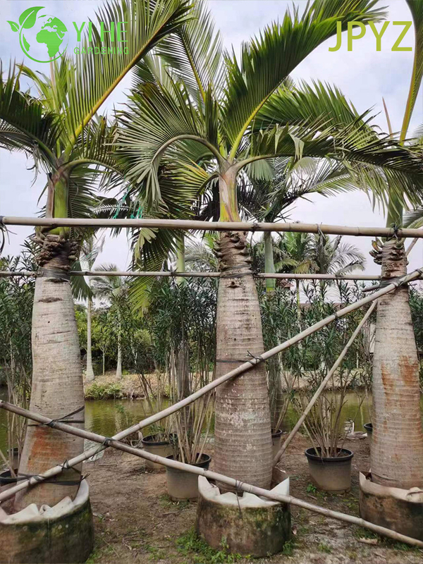 Wholesale Specimen Bottle Palm with Unique Swollen Trunk Tree