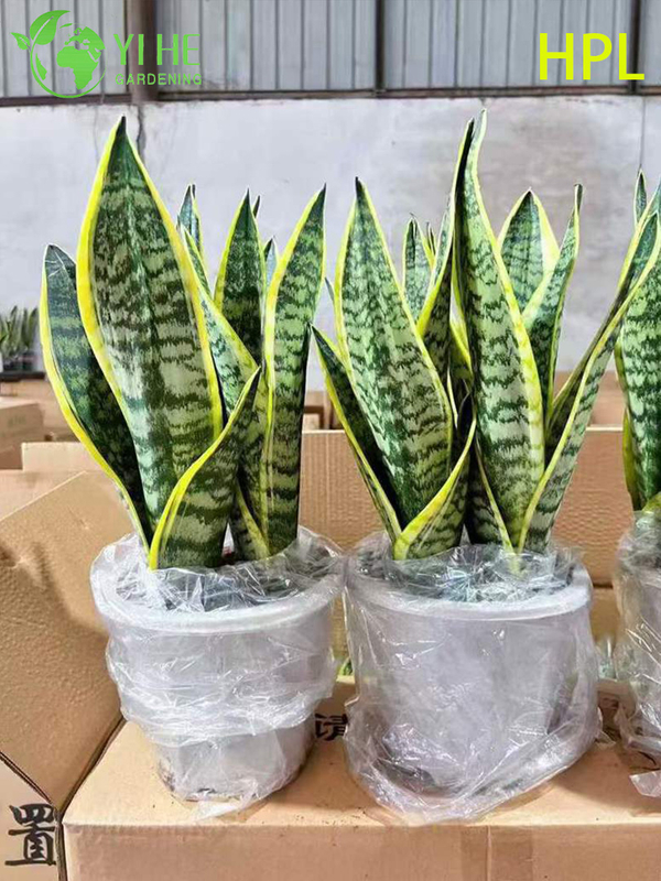 Evergreen Sansevieria Trifasciata Snake Plant for Indoor Decor