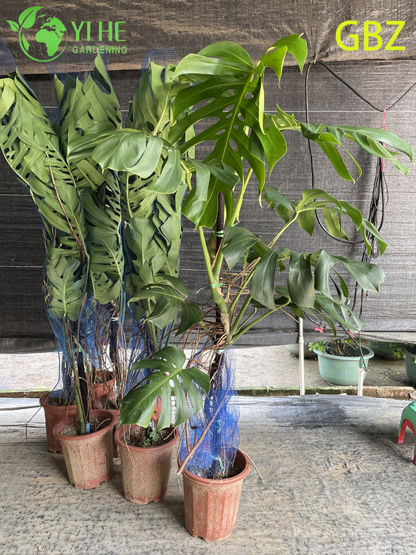 Tropical Young Monstera Deliciosa Potted Plant - Evergreen Air - Purifying Indoor Greenery