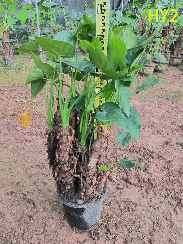 Large - Leafed Tropical Alocasia Potted Plant - Evergreen Indoor & Outdoor Decor Greenery