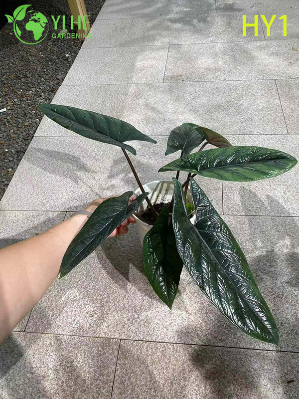 Tropical Young Alocasia Zebrina Potted Plant - Evergreen Indoor Decor Greenery