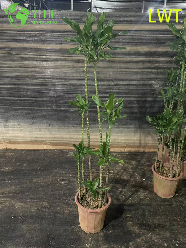 Evergreen Variegated Dracaena Deremensis Compacta Gold for Indoor Decor Plant