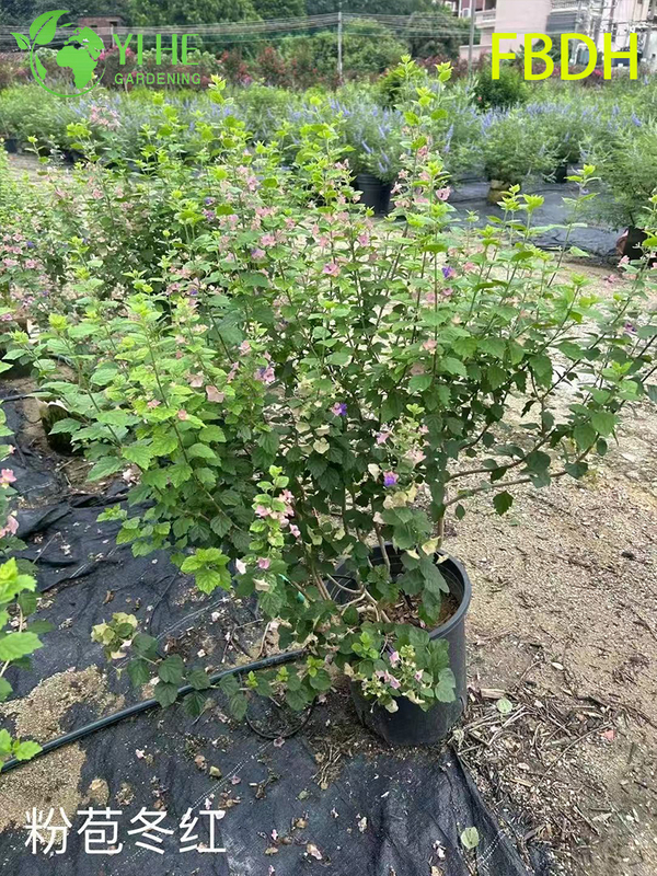 Premium Rosa Hochblatt Winterroter Strauch Zierpflanze in Großhandelsexportqualität