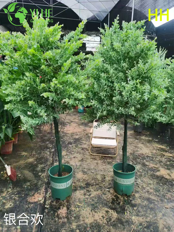 Wholesale Export Quality Albizia Julibrissin Ornamental Flowering Tree