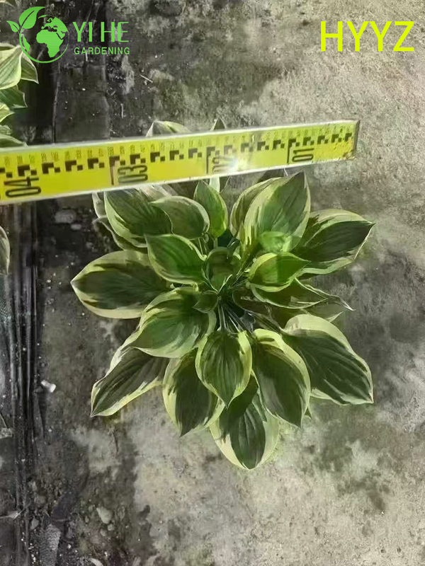 Wholesale Export Variegated Leaf Jade Basket Ornamental Succulent Premium Quality