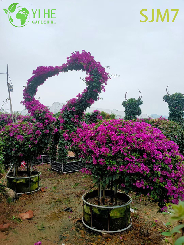 Wholesale Custom Bougainvillea Topiary Animal Living Sculpture Art Bonsai